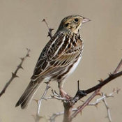 Baird's Sparrow